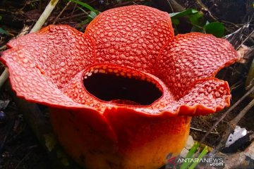 Lima raflesia arnoldi mekar di Bengkulu