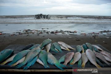 Stok ikan laut menurun