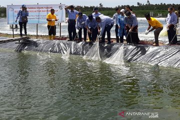 Menteri Kelautan dan Perikanan panen Udang Vaname di Mempawah