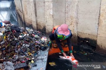 Ikan koi ditemukan saat bersih-bersih sampah sisa banjir