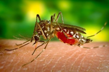 Musim hujan, waspadai demam dengue