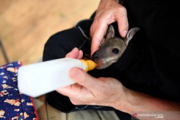 Merawat hewan korban kebakaran hutan di Australia