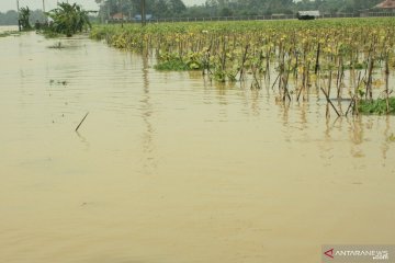 Areal sawah terendam banjir di Karawang meluas