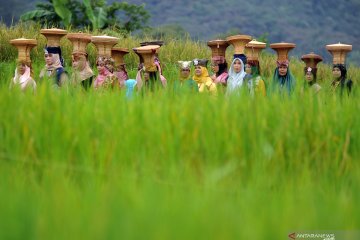 Batagak Panghulu, tradisi peresmian seorang penghulu di Minangkabau