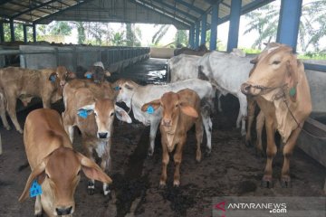 Bappenas inisiasi sinergi kembangkan peternakan sapi di Sulawesi Utara