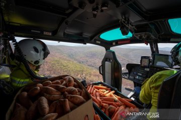 Australia harus menunggu hingga Maret untuk hujan atasi kebakaran