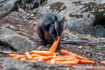 Petugas sebar makanan untuk hewan terdampak kebakaran hutan