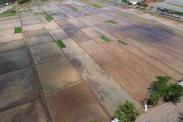 Cetak sawah baru, Pakar ingatkan masa sulit kegagalan PLG