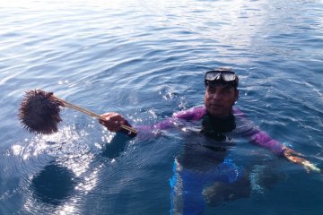 Bintang laut berduri ancaman terumbu karang Raja Ampat