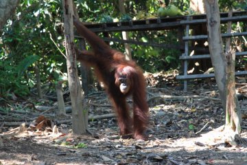 Orangutan masuk ke kawasan permukiman di Kotawaringin Timur