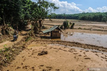Sawah terdampak banjir bandang di Lebak capai 890,5 hektare