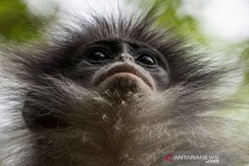 Tiga ekor surili berkeliaran di Cibeber, Cianjur