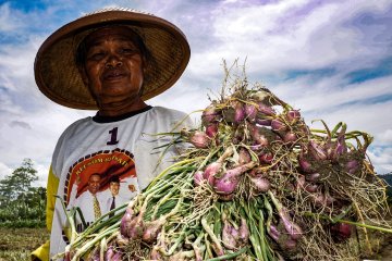 Nilai tukar petani Papua naik 0,07 persen