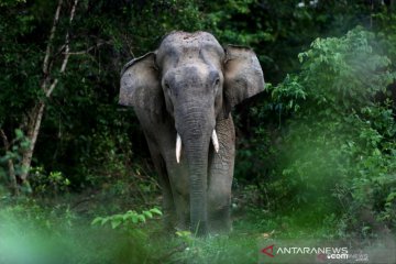 BKSDA buat parit sepanjang 15 km atasi gajah liar di Bener Meriah