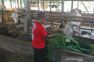 Kepercayaan meningkat, Realisasi KUR peternakan capai Rp3 triliun