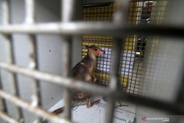 BKSDA Kalbar gagalkan penyelundupan hewan dilindungi