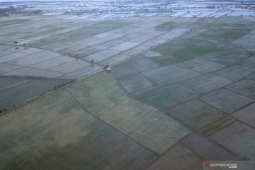 Kementan hapus total anggaran cetak sawah 10.000 hektare