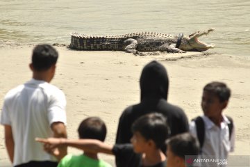 Sejak 2016, buaya di Palu masih terjerat ban motor