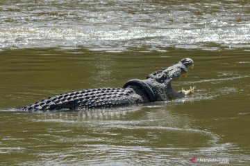 Pemkab Kotawaringin Timur ingin bikin wisata buaya, ini alasannya