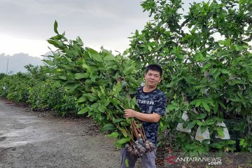 Pembibitan jambu air Green Honey tembus pasar nusantara lewat medsos