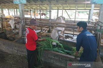 DP3 Sleman : Thailera bukan virus namun parasit darah pada sapi