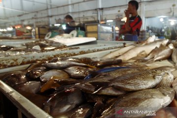 Harga ikan dingkis meningkat pesat saat Imlek