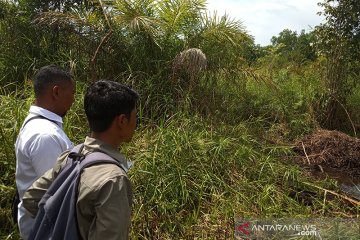 BKSDA Agam pantau telur buaya muara