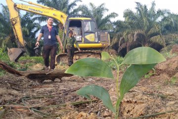 MA nyatakan eksekusi lahan sawit Desa Gondai Riau tak sah