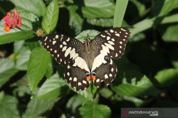 15 jenis kupu-kupu ditemukan saat observasi di UPT Agrotechnopark Unej