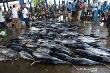 Tangkapan tuna sirip kuning