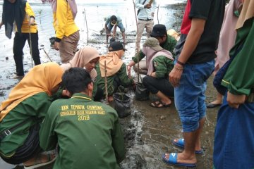 Ribuan telur penyu dikonservasi Komunitas Pandah Artgreen Maligi