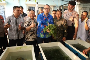 Dirjen KKP: 840.000 hektare belum termanfaatkan untuk rumput laut