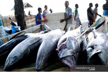 Gorontalo ekspor 93,5 ton tuna ke Jepang