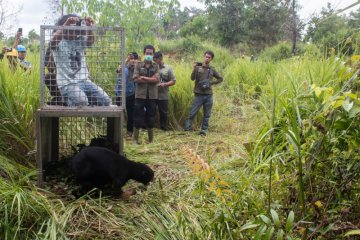 BKSDA-IAR Indonesia lepas liarkan beruang jantan di Ketapang