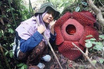 Dua bunga Rafflesia  mekar di kawasan hutan Danau Maninjau
