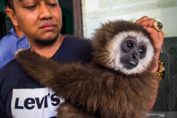 Owa Sumatera diserahkan warga