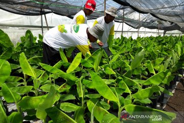 Pemerintah bidik peluang ekspor pisang cavendish Jembrana