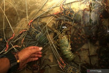 Ketua Komisi IV DPR: Revisi aturan ekspor lobster belum berlaku