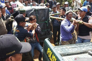 Harimau yang masuk perangkap di Muara Enim dievakuasi ke Lampung