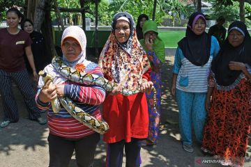 Hoaks! Video anakonda makan wanita 70 tahun