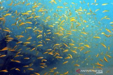 PT Timah tanam 3.300 terumbu karang di laut Pulau Bangka