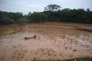 Pascabanjir Lebak, pembangunan irigasi pertanian jadi fokus perbaikan