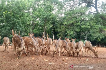 Musim hujan jadi waktu 'pesta' bagi rusa tutul Monas