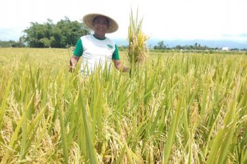 Peneliti ingatkan hambatan nontarif sektor pangan rugikan konsumen