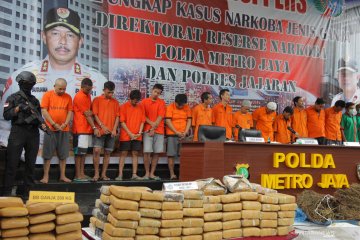 Ladang ganja di Sumatera Utara diperkirakan umur delapan bulan