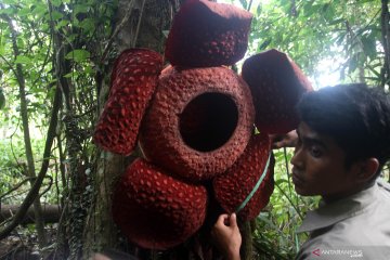 Turis luar negeri terpikat Bunga Rafflesia yang mekar di pohon