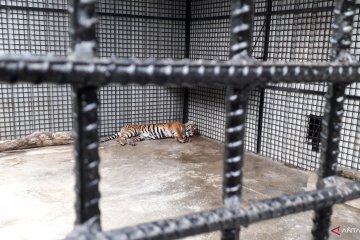 Kondisi harimau sumatera di TWNC