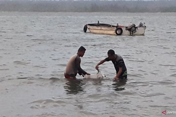 Lobster dilepas ke habitatnya