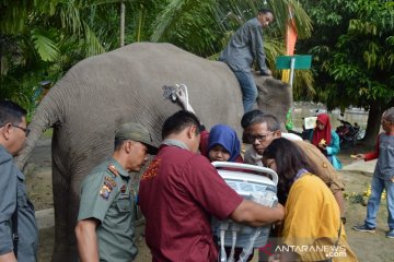 Gajah sumatera di TWA Buluh Cina bunting untuk pertama kali