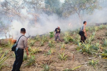 Puluhan hektar lahan hutan di Ambon terbakar